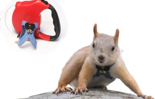 Miniatura 14 de Correa de cuerda de tracción de ardilla, cuerda de cadena antimordeduras, arnés para caminar pequeños animales con correa extensible para hámster