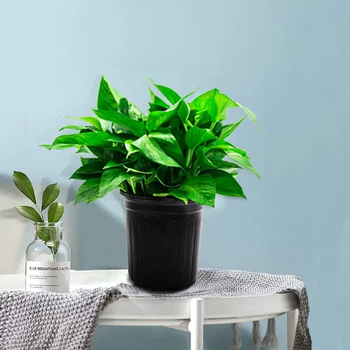 Miniatura 6 de HECTOLIFE - Paquete de 100 macetas de plástico flexibles de 1 galón para vivero de flores, macetas de jardín con agujeros de drenaje