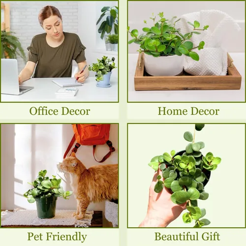 Miniatura 6 de Peperomia - Planta viva en maceta de 4 pulgadas, planta viva Peperomia Hope, purificadora de aire natural para interiores, plantas vivas