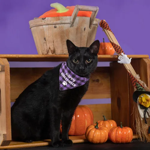 Miniatura 4 de ADOGGYGO Collares de gato de Halloween separables con campana, paquete de 2 collares ajustables de cuadros naranja y morado de Halloween para gatos