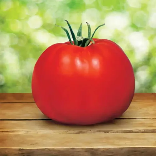 Miniatura 5 de Park Seed Variedad de semillas de tomate, plantación de verduras, fácil de cultivar, sin OMG, perfectas para cosechar, mejor híbrido de arbusto