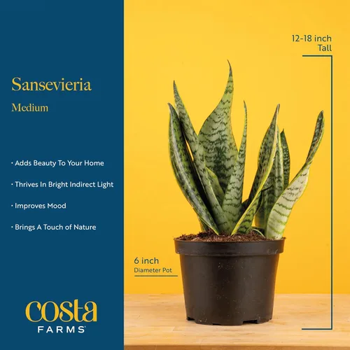 Miniatura 4 de Costa Farms - Planta de la serpiente viva de interior fácil de cultivar en maceta decorativa, elección del cultivador, regalo de inauguración
