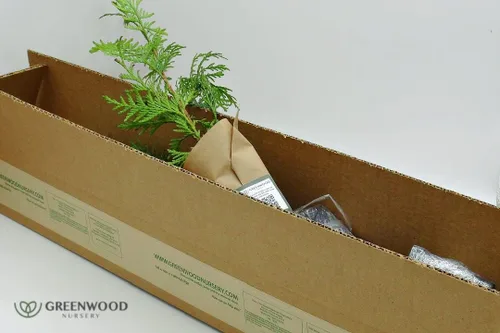 Miniatura 2 de Greenwood Nursery: Árboles vivos – Árbol arborvitae gigante verde + Thuja Standishii X Plicata – [Cantidad: 5 x 2.5 macetas]