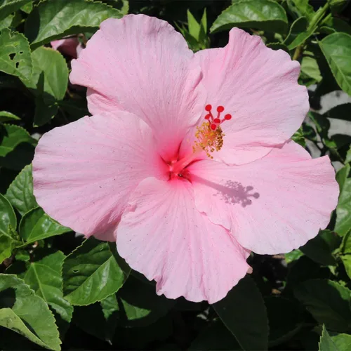 Miniatura 2 de American Plant Exchange Planta de hibisco 'rosa', maceta de 10 pulgadas, arbusto con flores tropicales vivas, planta floreciente para exteriores