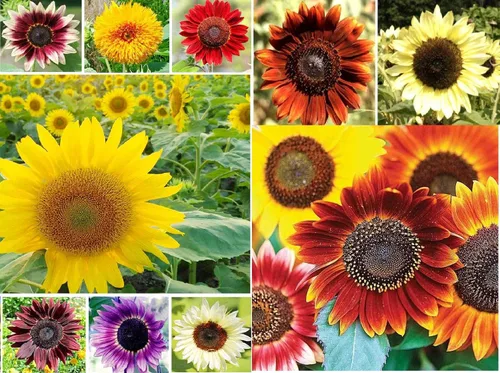 Más de 1,000 semillas de girasol para plantar, paquete de mezcla jumbo, más de 15 variedades, (Helianthus annuus) - Semillas sin OMG