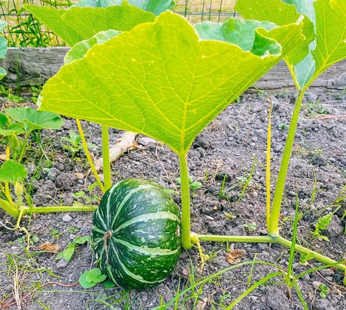 Miniatura 2 de TomorrowSeeds - Semillas de calabaza Kabocha - Más de 20 unidades - para plantar calabaza japonesa verde Hokkaido Ebisu asiático Tetsukabuto