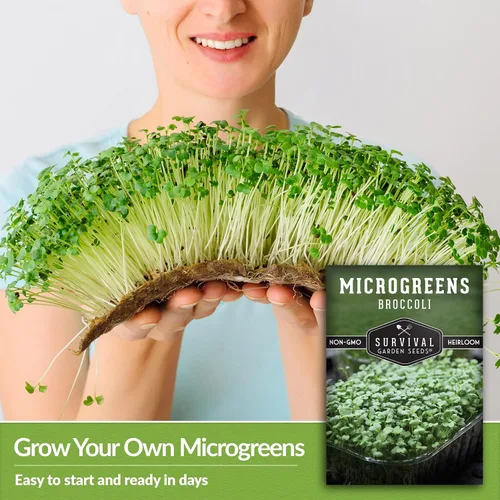 Miniatura 4 de Broccoli Microgreen Seeds for Broting - Semillas tradicionales sin OMG para cultivo en interiores o hidropónicos, cosecha rápida, densas