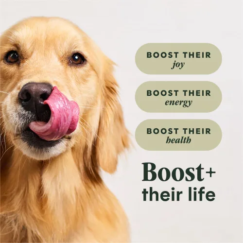 Miniatura 4 de Instinct Raw Boost, alimento seco natural para perros con trozos liofilizados, receta de grano entero con alto contenido de proteínas, carne de res