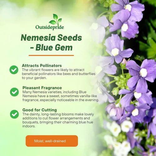 Miniatura 3 de Outsidepride Blue Gem Nemesia - 5000 piezas anuales, flores azules vibrantes, fáciles de cultivar, semillas de flores para cestas colgantes y bordes