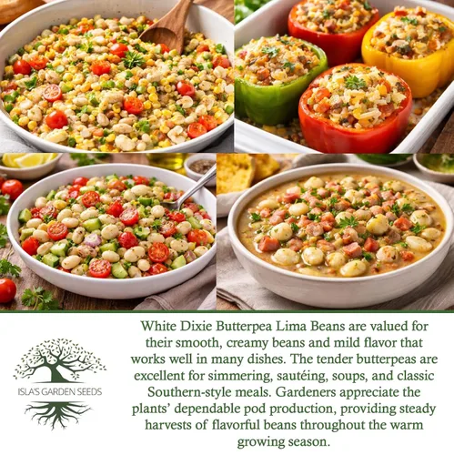 Miniatura 6 de White Dixie Butterpea Lima Bush Semillas de frijol (Phaseolus lunatus) – Más de 25 semillas tradicionales sin OMG de Isla's Garden Seeds, granos