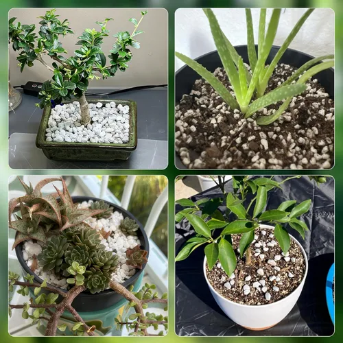 Miniatura 7 de Perlita gruesa de 3 cuartos de galón para enmienda del suelo de plantas para macetas, mejora el drenaje y la aireación del suelo, ideal