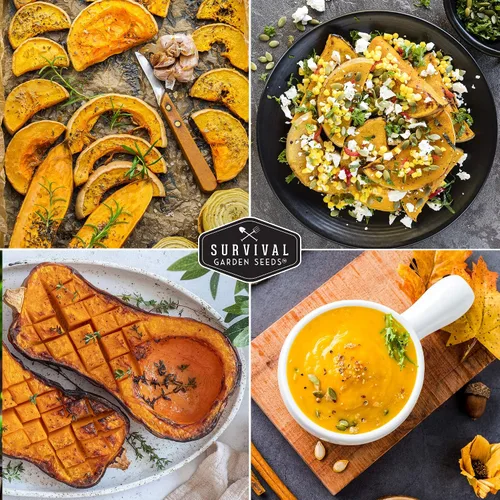 Miniatura 5 de Semillas de calabaza Butternut para plantar - Semillas de vegetales tradicionales no transgénicos - Cultivo de alto rendimiento y fácil de cultivar