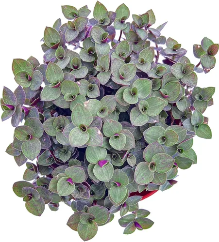 Miniatura 2 de Sprout N Green Vid de tortuga, suculenta viva Callisia Repens Sedum totalmente enraizada en maceta de 4 pulgadas, planta de casa, oficina, boda