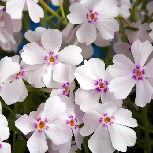 Miniatura 5 de Phlox subulata 'Amazing Grace', Phlox rastrero, Phlox musgo, rosa musgo, cubierta del suelo, hoja perenne con flores blancas vistosas