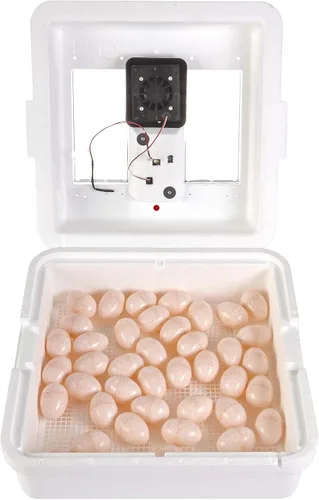 Miniatura 2 de Little Giant® Incubadora digital de aire fijo 41 huevos Incubadora de huevos con control de temperatura y humedad Incubadora de pollos