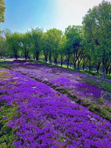 Miniatura 4 de 15,000 semillas de tomillo rastrero - reliquia sin OMG, fácil de cultivar, tolerante a la sequía, bajo mantenimiento, cubierta de suelo aromática