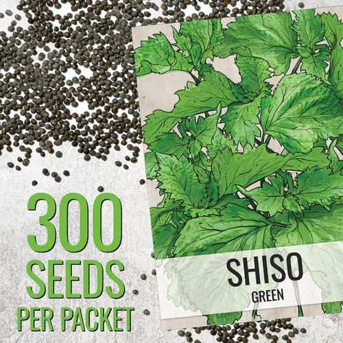 Miniatura 3 de Seed Needs Green Shiso Seeds to Plant Heirloom Perilla No GMO 5 paquetes