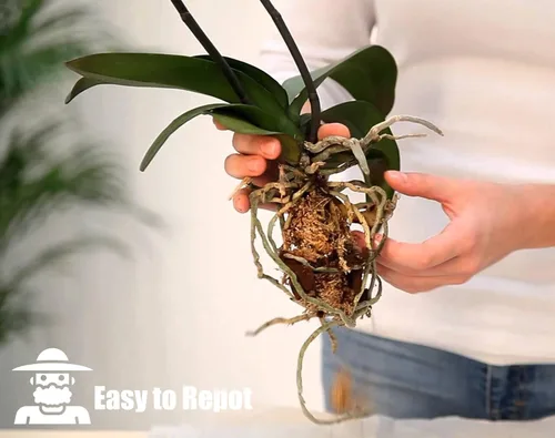 Miniatura 6 de Corteza de orquídea para plantas, corteza de pino orgánica para el desarrollo adecuado de raíces para Phalaenopsis, Cattleyas, Dendrobiums