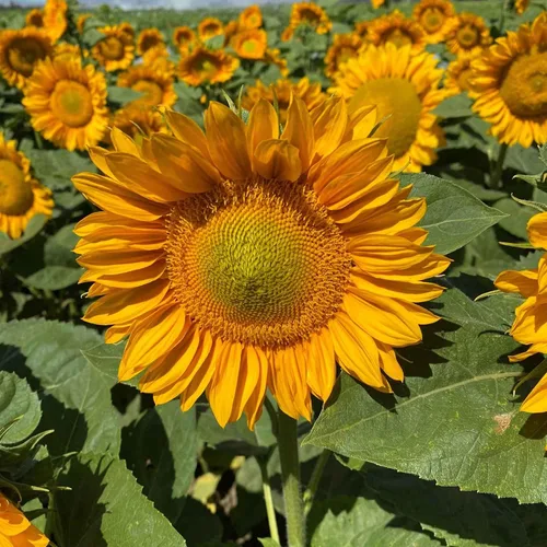 Miniatura 38 de Eden Brothers Semillas de girasol - Autumn Beauty