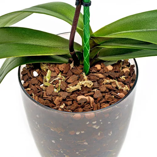 Miniatura 3 de Mezcla de tierra premium para orquídeas de Gardenera - Pinus Radiata de Nueva Zelanda mezclado a mano, mezcla de corteza 100% natural para macetas