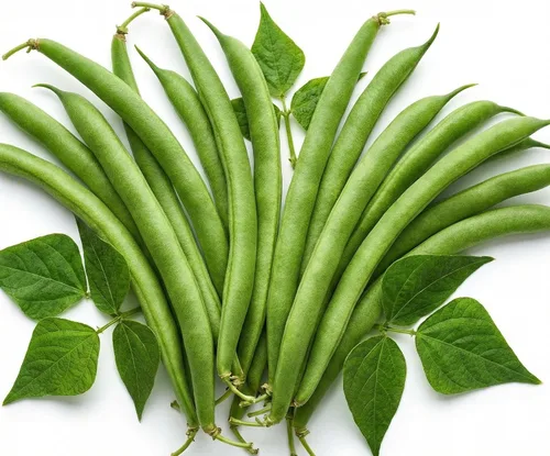 Miniatura 76 de 50 Hale's Best Cantaloupe Seeds for Planting - Sweet Aromatic Heirloom, Non-GMO, USA Grown by RDR Seeds