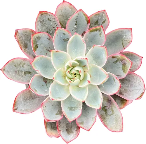 Miniatura 20 de Sprout N Green Echeveria agavoides 'Lipstick', suculenta viva totalmente arraigada en maceta de inicio de 4 pulgadas, planta de casa para interiores
