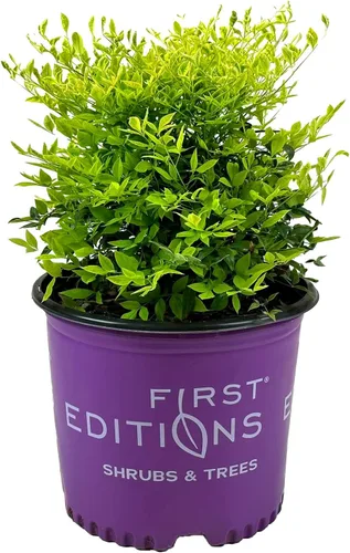 Blooming & Beautiful - Cool Glow Lime Nandina - 3 gal - Primeras Ediciones - Arbusto de hoja perenne - Follaje verde lima brillante - Otoño-Invierno