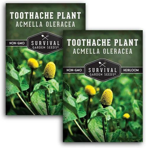 Miniatura 10 de Acmella Oleracea Spilanthes - Semillas de plantas para el dolor de muelas para plantar, botón de zumbido, hierba medicinal eléctrica y flor