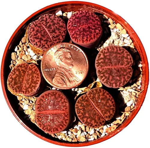 Una planta suculenta morada rara Lithops Bromfieldii Glaudinae 'Ember', se vende individualmente (mediana)