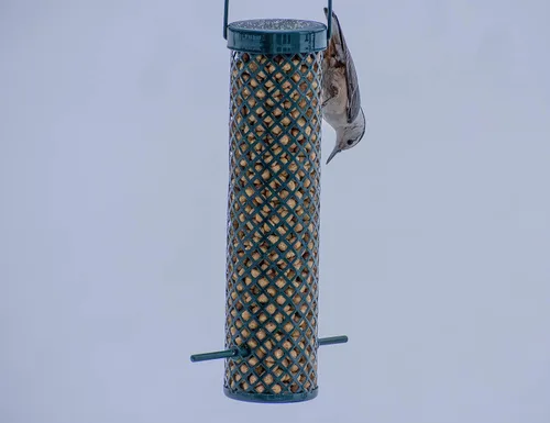 Miniatura 6 de C&S Pepitas de Sebo para Picoteo de Pájaros Carpinteros, Caja Mega de 8 Libras (Paquete de 2)