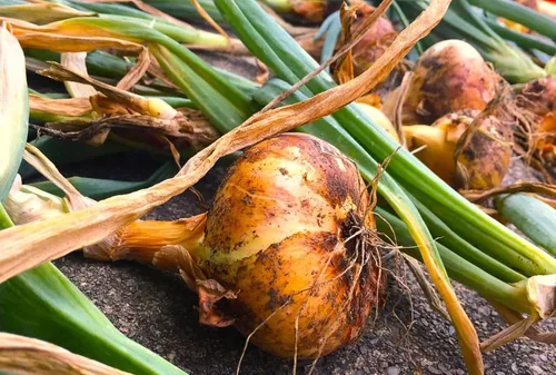 Miniatura 3 de TomorrowSeeds - Borettana Yellow Cipollini Semillas de cebolla - Más de 200 unidades - para plantar 2025 dulce italiano Cipolla Cipolle Borettane