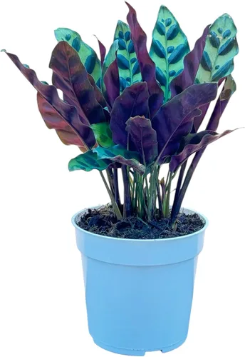 Miniatura 15 de Agloanema Garnet House Plant, Chinese Evergreen Live Plant for Indoor Spaces, Colorful Aglaonema Live Plant, Feng Shui Plants Live Houseplants for