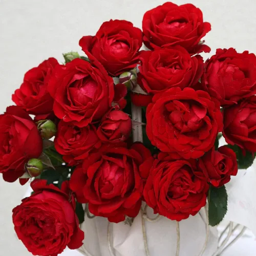 Rosas de té híbridas Heirloom, Planta de raíz propia viva para jardín al aire libre, Eleganza® Heart Song™, ligeramente fragantes, zonas de