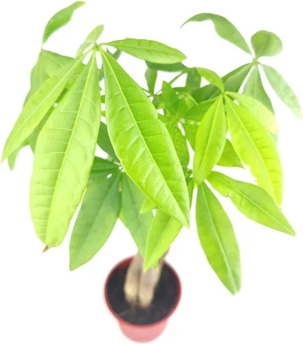 Miniatura 3 de Árbol de dinero trenzado de tocón de Pachira (4 pulgadas), plantas de interior de la suerte, plantas de interior decorativas únicas de 4/6 pulgadas