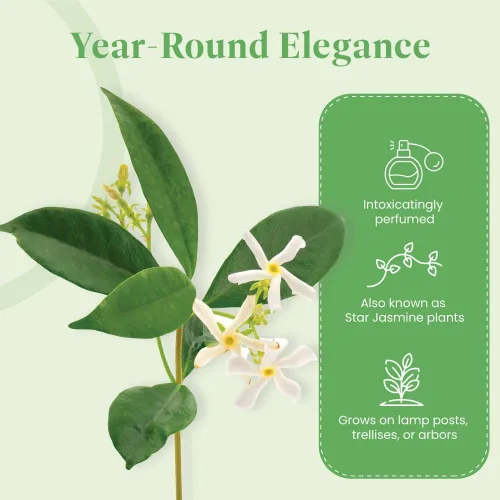 Miniatura 7 de American Plant Exchange Live Confederate Jasmine – Maceta de 6 pulgadas – Vid floreciente fragante con hojas verdes brillantes, planta de exterior
