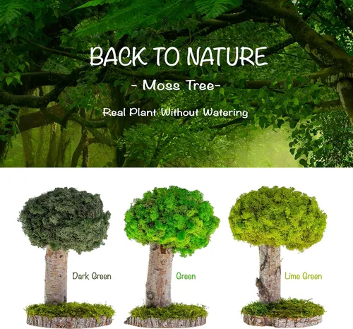 Miniatura 2 de Plantas reales sin riego, diseño artístico de musgo preservado y decoración, arreglo de plantas verdes naturales para interiores para el hogar