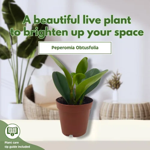 Miniatura 3 de BubbleBlooms Peperomia Obtusifolia - Planta de mármol verde en maceta de goma de 2 pulgadas con hoja de cuchara pequeña