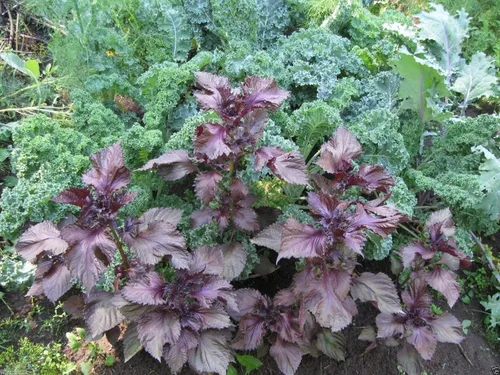 Miniatura 3 de 1000 semillas de perilla, hoja roja Shiso (Perilla Frutescens) Hierba fácil de cultivar