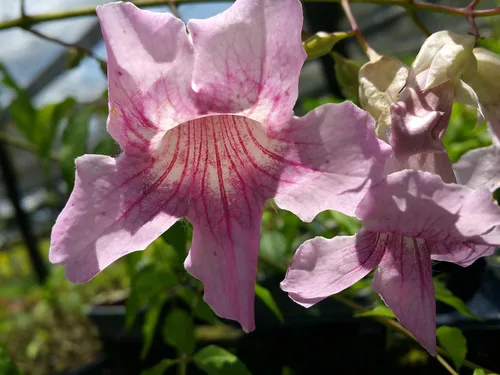 Miniatura 2 de Queen of Sheba Podranea Vine Planta tropical viva de gran crecimiento en expansión Scrambler Fragante Rosa Trompeta Flores Tamaño Starter Pot