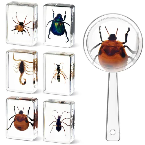CroBlissful 6 piezas de insectos en resina, colección de especímenes de insectos, pisapapeles con 1 pieza de lupa, colección de insectos en resina,