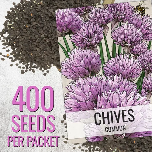 Miniatura 2 de Seed Needs Semillas de cebollino para plantar cebollino común, semillas de hierbas sin OMG y sin tratar para plantar un jardín de hierbas culinarias