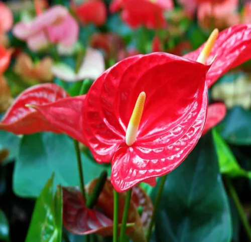 Miniatura 3 de Summer Special - Planta de anturio rojo hawaiano de 6 a 10 pulgadas en una maceta de 2 pulgadas