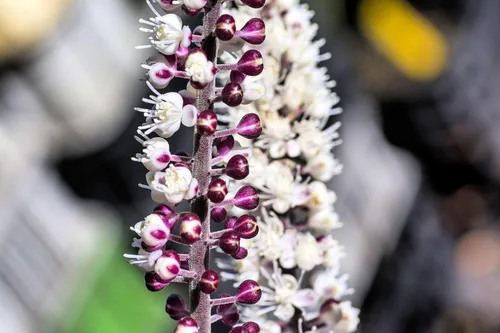 Miniatura 2 de Black Snakeroot Semillas para Plantar (15 Semillas) - Planta Rara - Cimicifuga racemosa