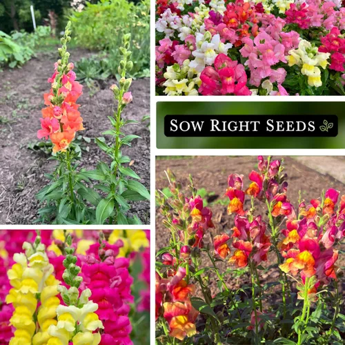 Miniatura 4 de Sow Right Seeds - Semillas de snapdragon mix tetra para plantar - Paquete sin OMG y reliquia con instrucciones para cultivar - Espigas anuales
