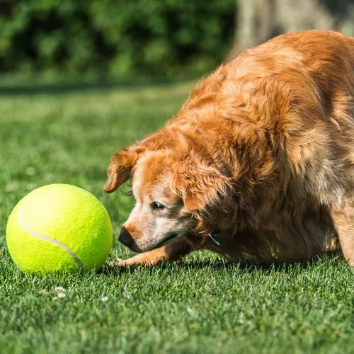 Miniatura 3 de Paquete de 2 pelotas de tenis grandes para perros, pelotas de tenis gigantes inflables de 9.5 y 8 pulgadas, juguetes para mascotas, divertidos