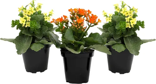 Miniatura 7 de Florist Kalanchoe Plantas suculentas vivas (paquete de 3), suculentas Katy en llamas, fácil cuidado de las plantas, aprox. 7 pulgadas de alto