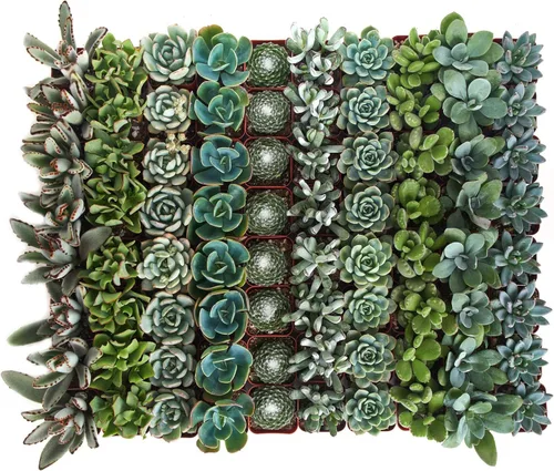 Miniatura 2 de Shop Succulents Paquete de plantas suculentas azules y verdes, colección a granel, mini plantas suculentas vivas, bajo mantenimiento, mezcla