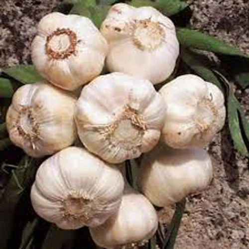 Bulbo de ajo (paquete de 8), bombilla de ajo fresca de California SOFTNECK para plantar y cultivar tu propio ajo