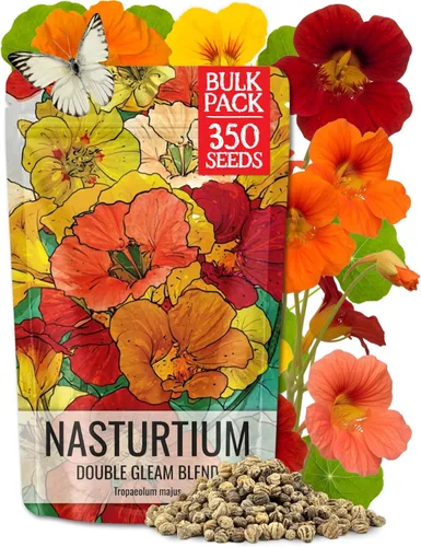 Miniatura 7 de Seed Needs Semillas de Nasturtium de Terciopelo Negro para Plantar - Semillas Herederas No Tratadas y de Polinización Abierta - Flores Comestibles