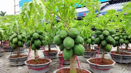 Miniatura 2 de Eleva tu papaya con la mezcla orgánica de tierra de Gardenera - Cultiva plantas fructíferas más saludables y abundantes - 1 cuarto de galón